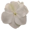 Bild von Impatiens P9 White